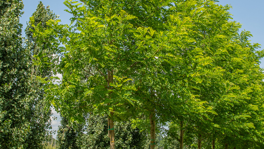 Robinia pseudoacacia 'Nyirségí' hoogstam