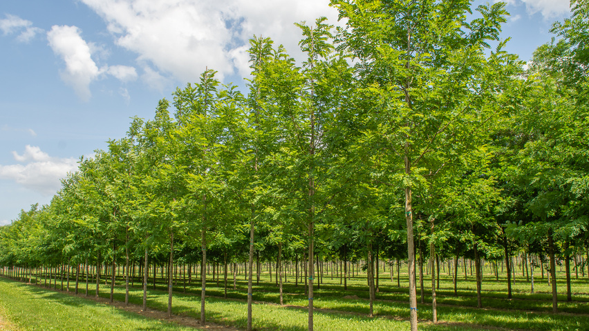 Robinia pseudoacacia 'Nyirségí' hoogstam
