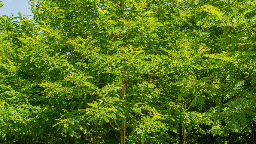 Robinia pseudoacacia 'Nyirségí' hoogstam