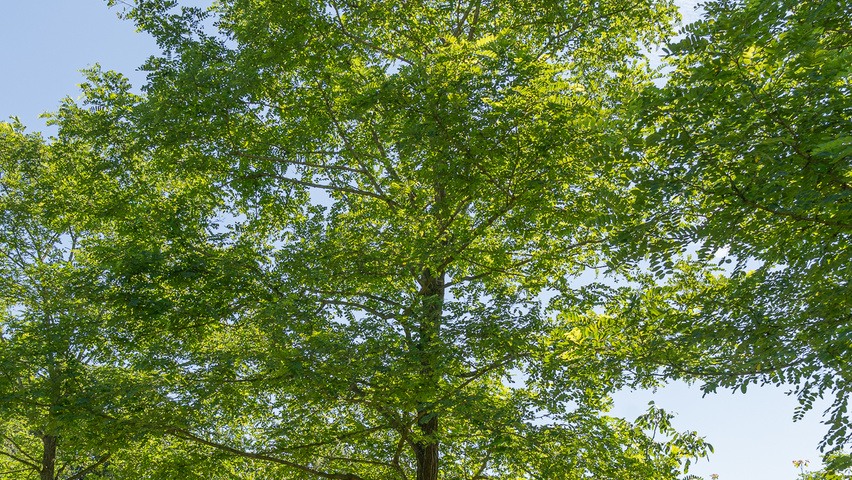 Robinia pseudoacacia 'Nyirségí' hoogstam