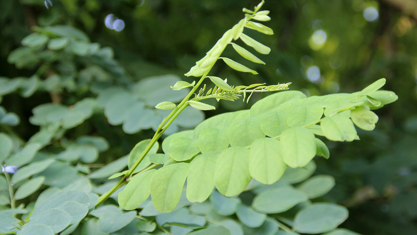 Robinia pseudoacacia 'Nyirségí' blad