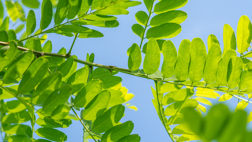 Robinia pseudoacacia 'Nyirségí' blad