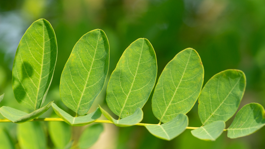 Robinia pseudoacacia 'Nyirségí' blad