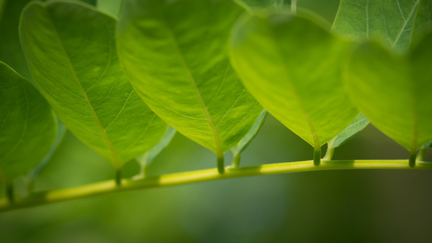 Robinia pseudoacacia 'Nyirségí' blad