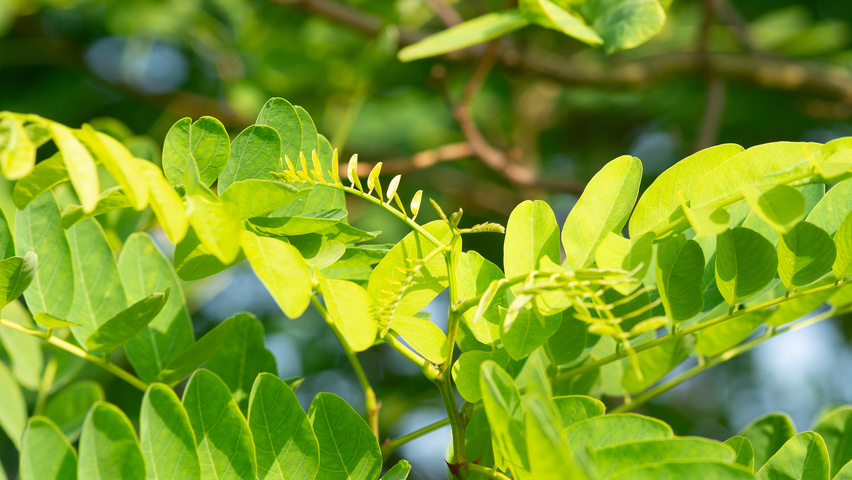 Robinia pseudoacacia 'Nyirségí' blad