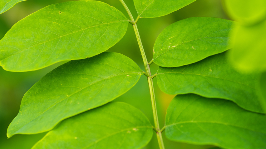 Robinia pseudoacacia 'Nyirségí' blad