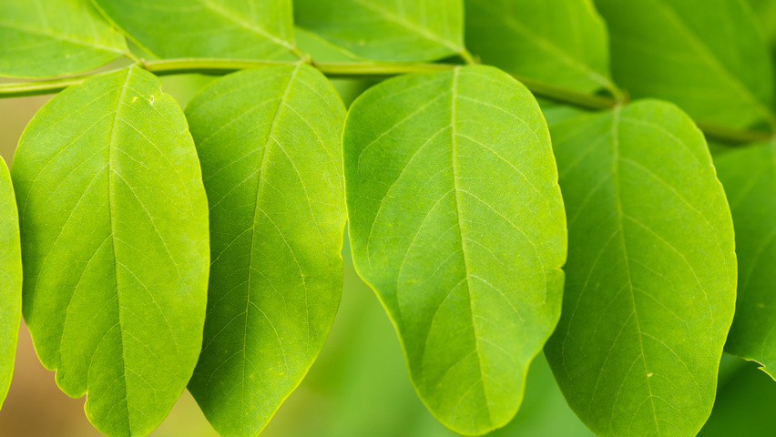 Robinia pseudoacacia 'Nyirségí' blad