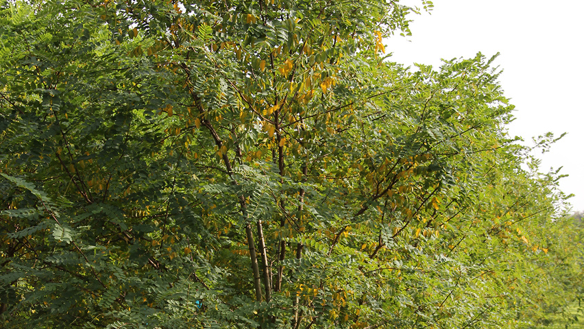 Robinia pseudoacacia 'Nyirségí' meerstammig