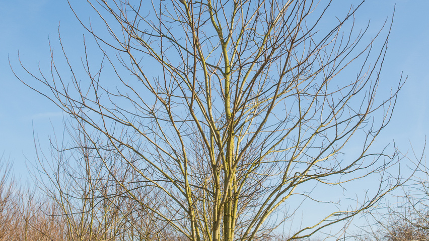 Robinia pseudoacacia 'Nyirségí' meerstammig