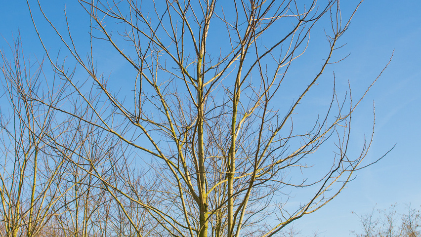 Robinia pseudoacacia 'Nyirségí' meerstammig