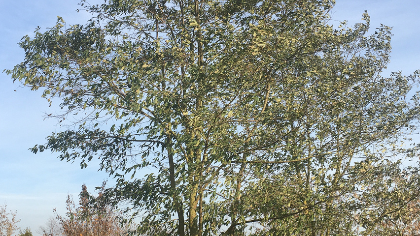 Robinia pseudoacacia 'Nyirségí' meerstammig