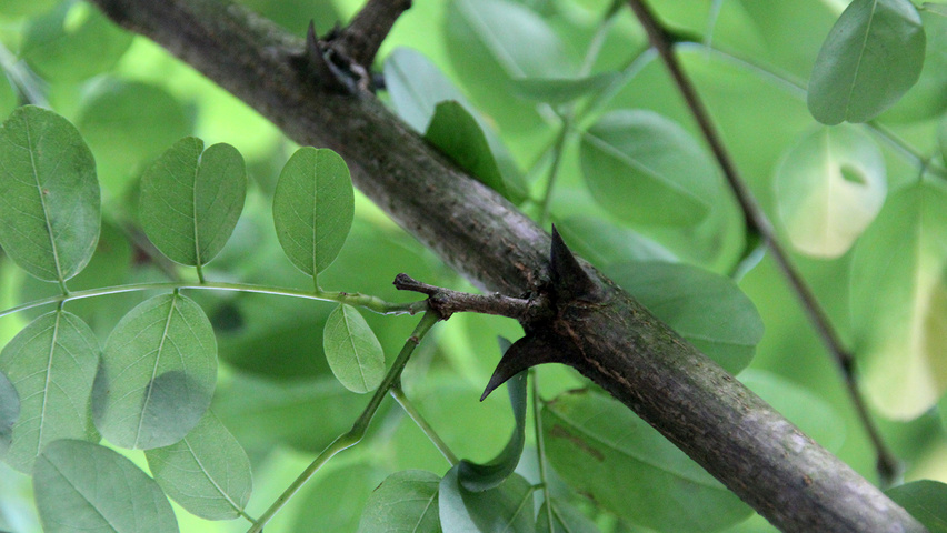 Robinia pseudoacacia 'Nyirségí' twijgen