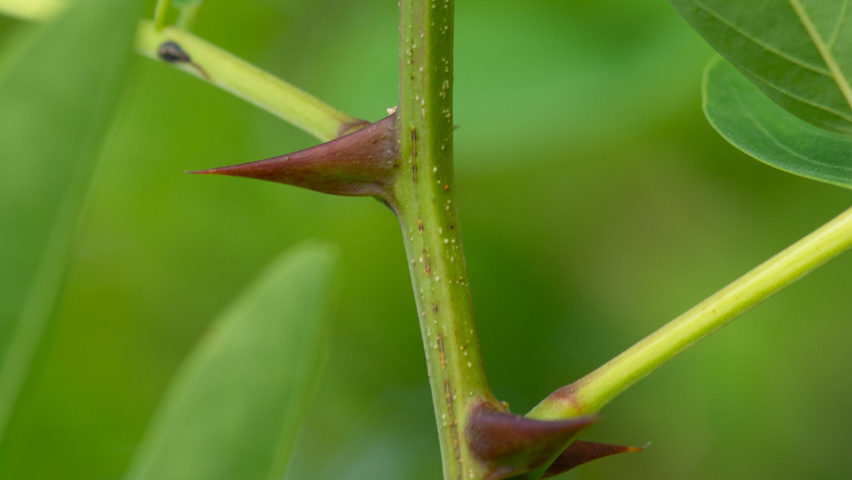 Robinia pseudoacacia 'Nyirségí' twijgen