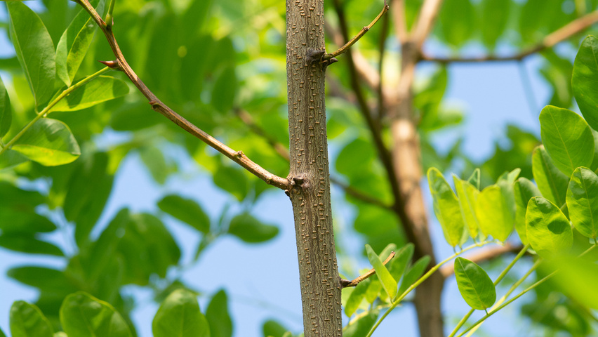 Robinia pseudoacacia 'Nyirségí' twijgen