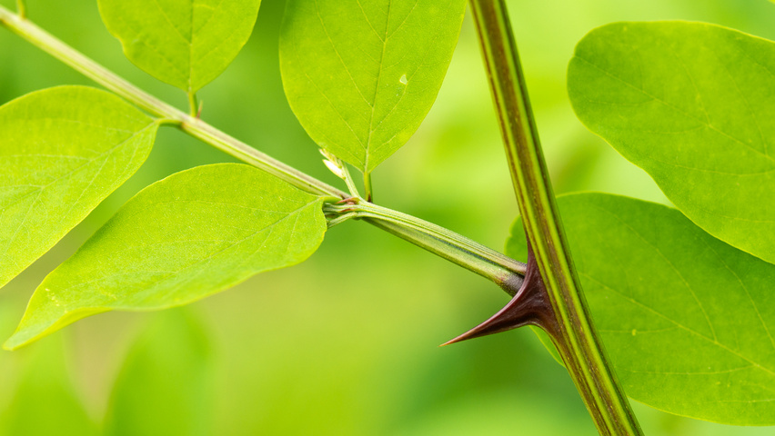 Robinia pseudoacacia 'Nyirségí' twijgen