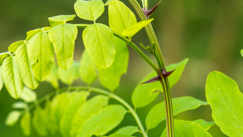 Robinia pseudoacacia 'Nyirségí' twijgen