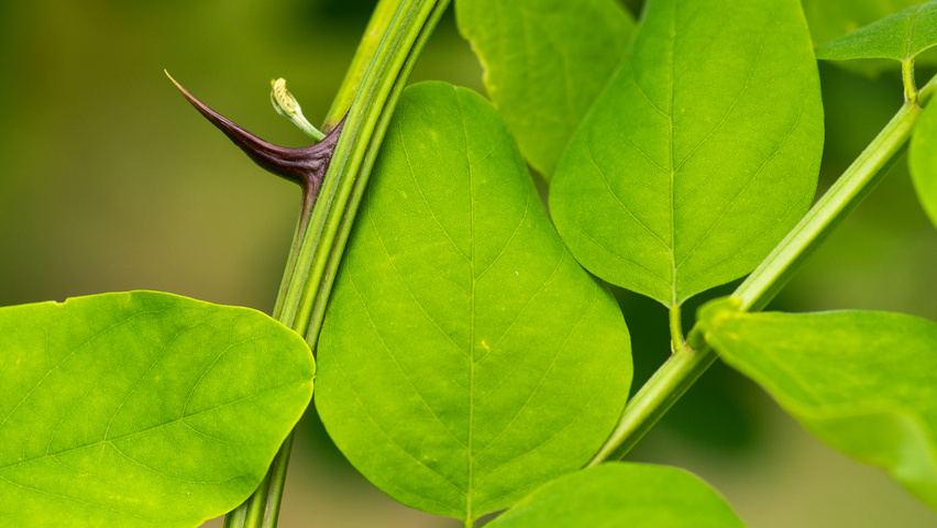 Robinia pseudoacacia 'Nyirségí' twijgen