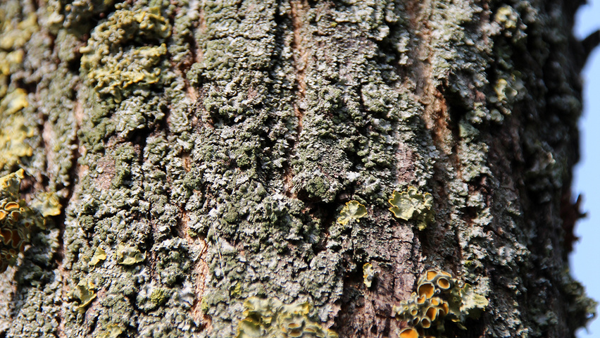 Robinia pseudoacacia 'Pyramidalis' bark
