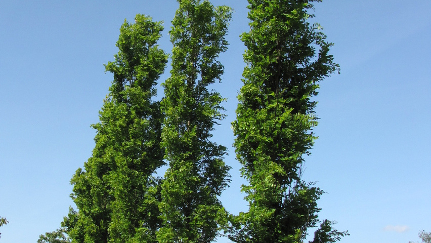 Robinia pseudoacacia 'Pyramidalis' feathered