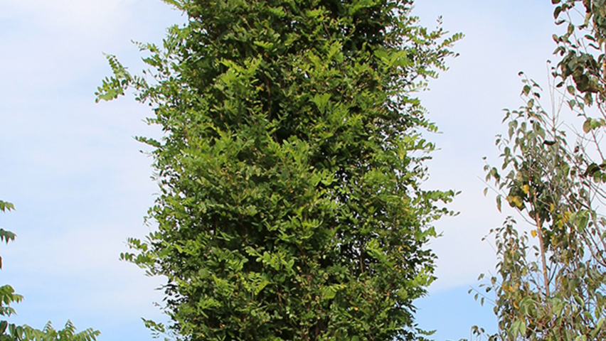 Robinia pseudoacacia 'Pyramidalis' standard tree