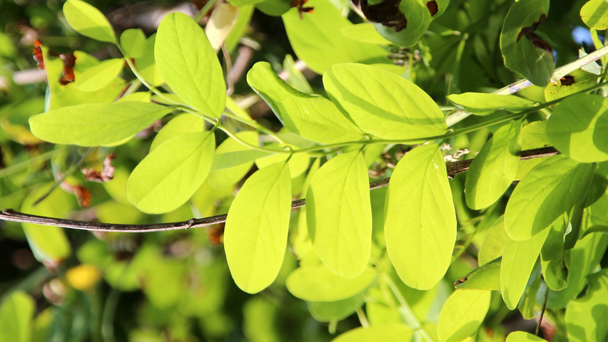 Robinia pseudoacacia 'Pyramidalis' leaves