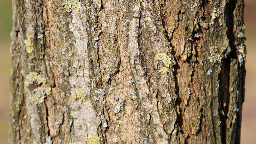 Robinia pseudoacacia 'Sandraudiga' bark
