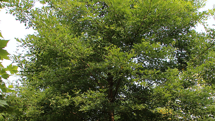 Robinia pseudoacacia 'Sandraudiga' standard tree