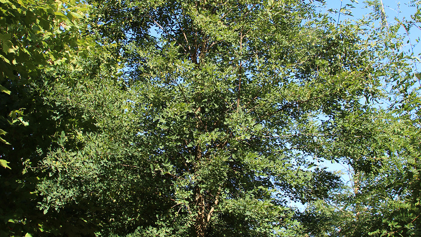 Robinia pseudoacacia 'Sandraudiga' standard tree