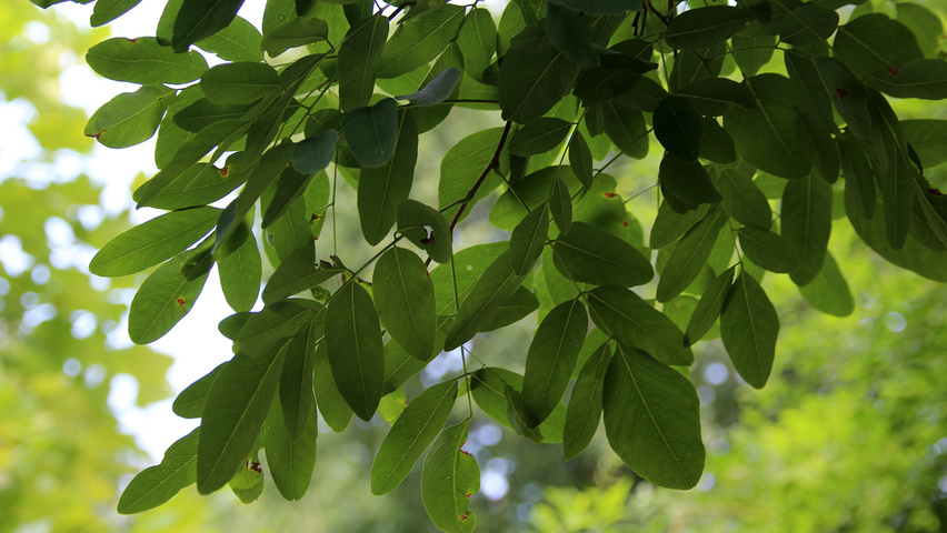 Robinia pseudoacacia 'Sandraudiga' leaves