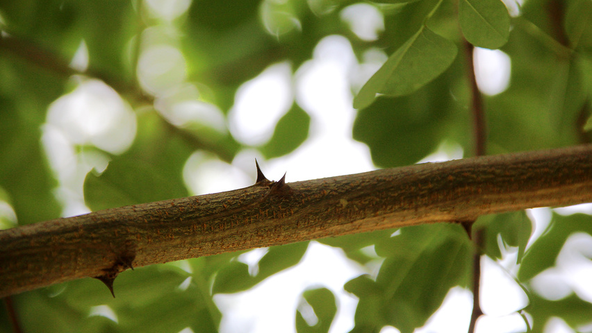Robinia pseudoacacia 'Sandraudiga' twigs