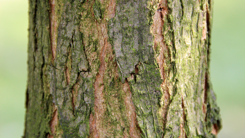 Robinia pseudoacacia 'Semperflorens' кора