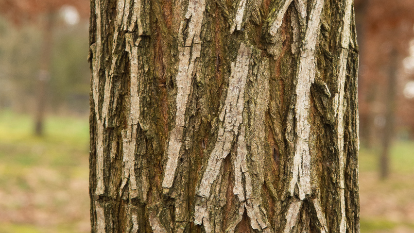 Robinia pseudoacacia 'Semperflorens' kora