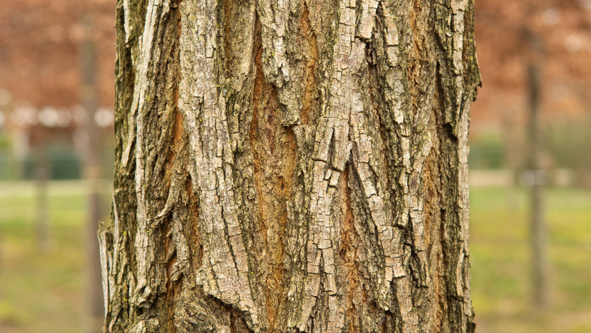 Robinia pseudoacacia 'Semperflorens' kora
