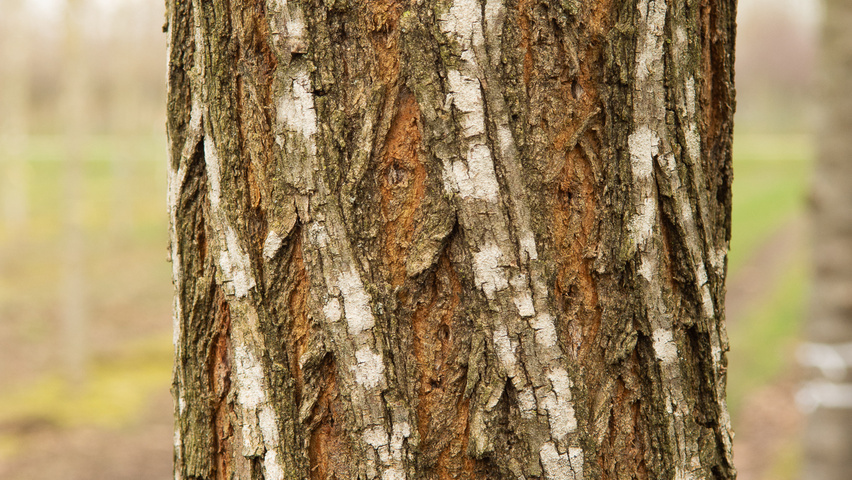 Robinia pseudoacacia 'Semperflorens' kora