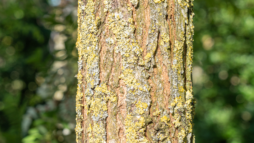 Robinia pseudoacacia 'Semperflorens' kora