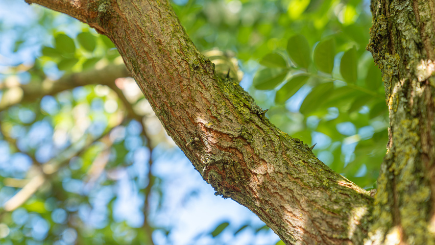 Robinia pseudoacacia 'Semperflorens' kora