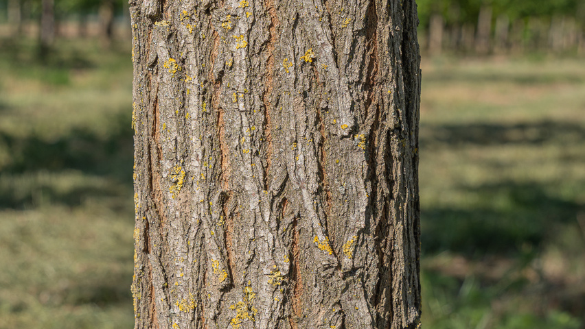 Robinia pseudoacacia 'Semperflorens' kora