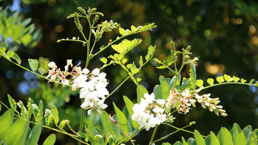 Robinia pseudoacacia 'Semperflorens' цветки