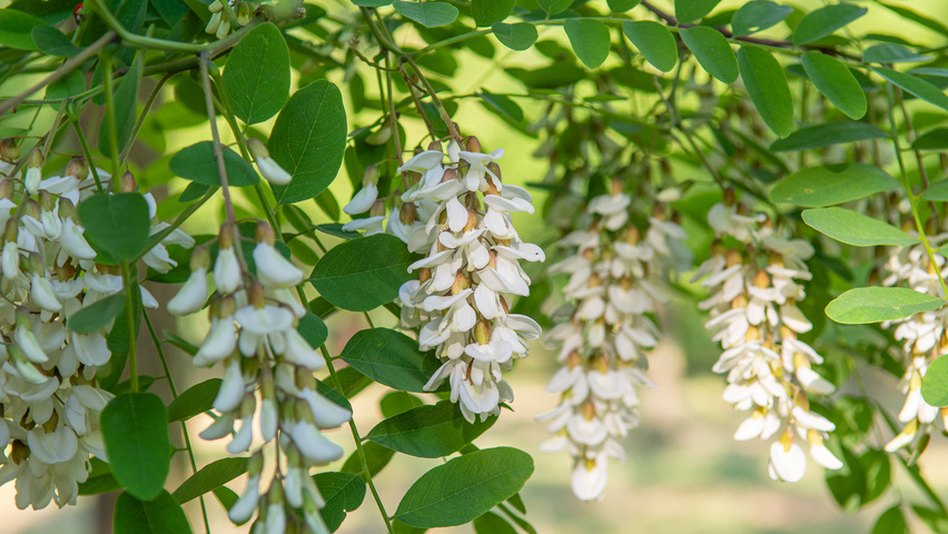 Robinia pseudoacacia 'Semperflorens' kwiaty
