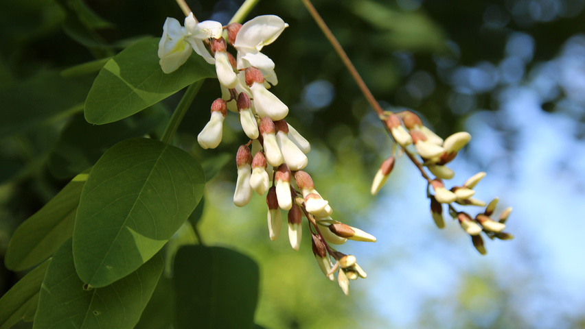 Robinia pseudoacacia 'Semperflorens' цветки