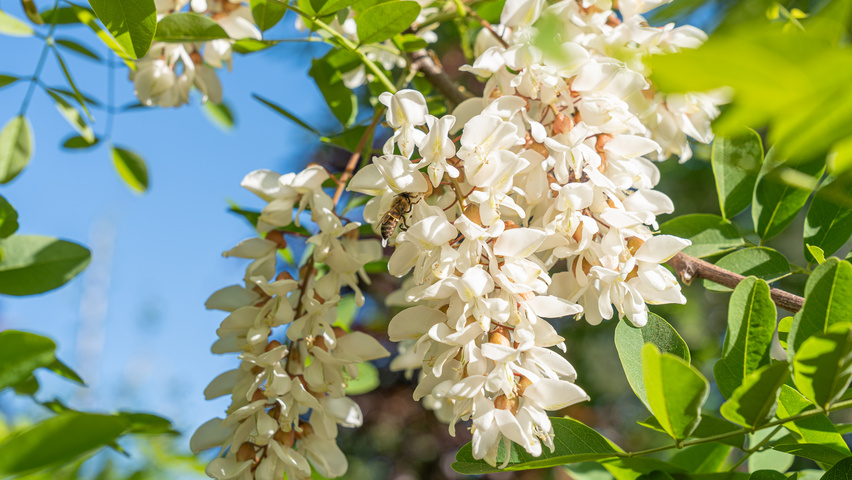 Robinia pseudoacacia 'Semperflorens' kwiaty