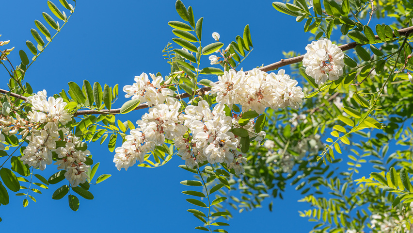 Robinia pseudoacacia 'Semperflorens' kwiaty