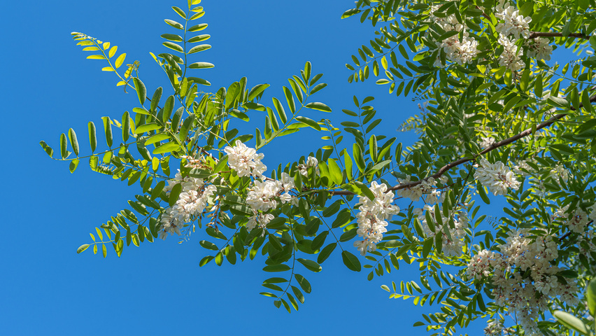 Robinia pseudoacacia 'Semperflorens' kwiaty