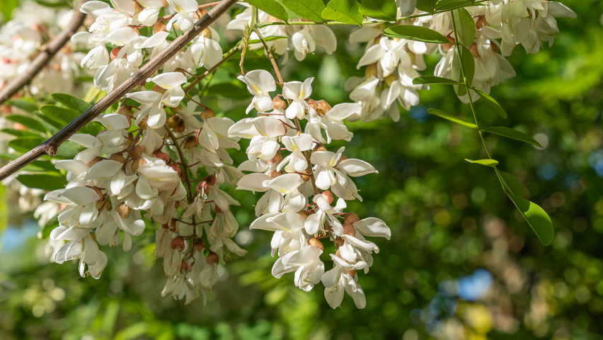 Robinia pseudoacacia 'Semperflorens' kwiaty