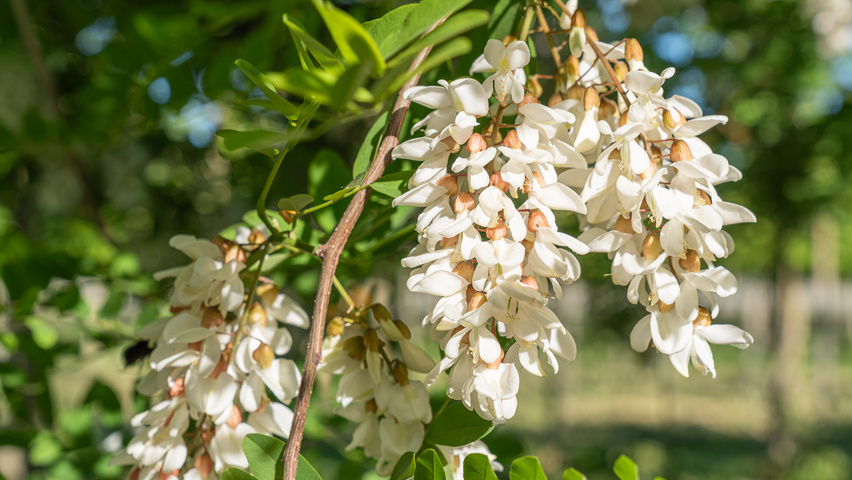 Robinia pseudoacacia 'Semperflorens' kwiaty