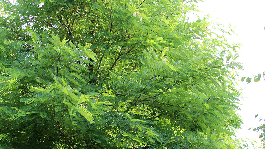 Robinia pseudoacacia 'Semperflorens' Деревья с высоким стволом (стандарт)