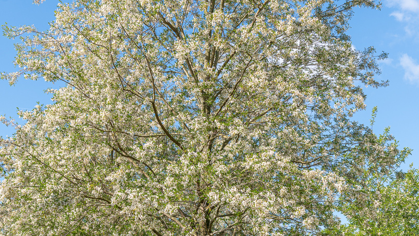 Robinia pseudoacacia 'Semperflorens' pienne