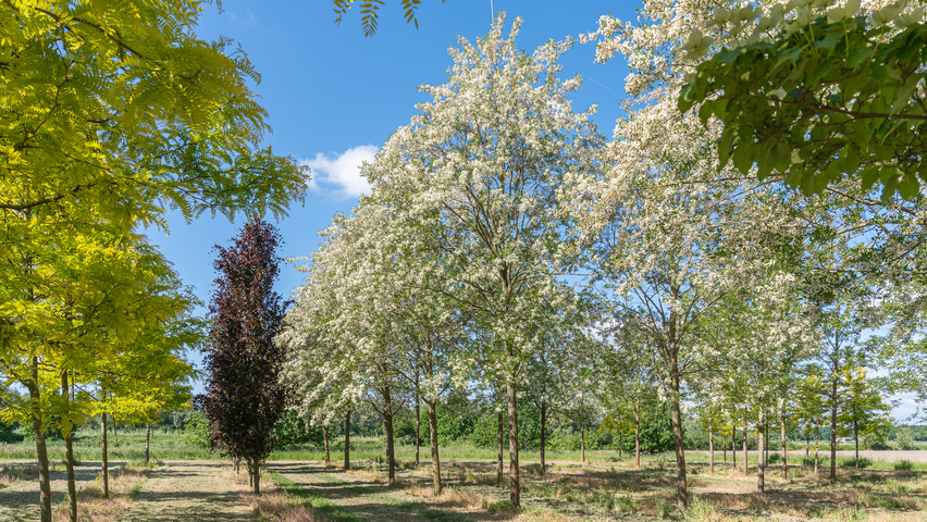 Robinia pseudoacacia 'Semperflorens' pienne