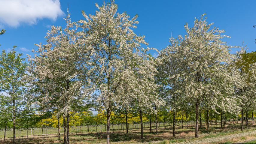 Robinia pseudoacacia 'Semperflorens' pienne