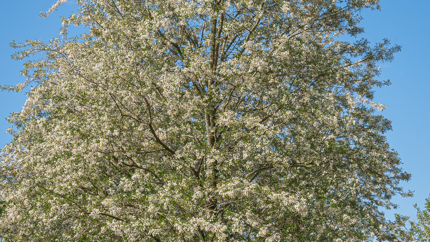 Robinia pseudoacacia 'Semperflorens' pienne